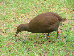 Gallirallus sylvestris