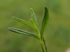 Veronica satureiifolia