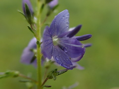 Veronica satureiifolia