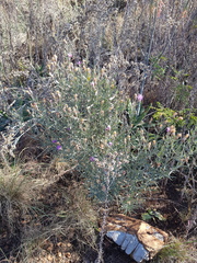 Oocephala staehelinoides