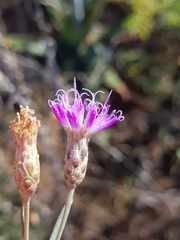 Oocephala staehelinoides