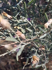 Oocephala staehelinoides