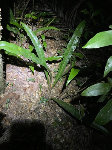 Microsorum punctatum