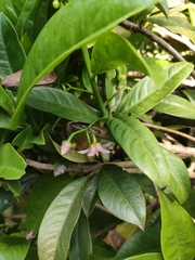 Ardisia brunnescens