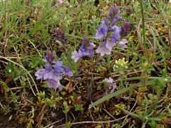 Veronica satureiifolia