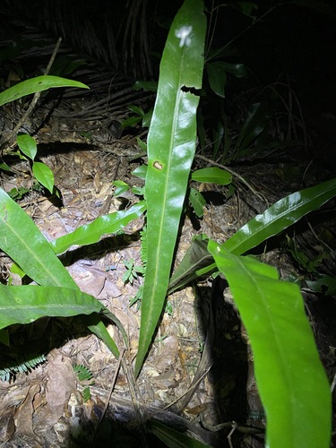 Microsorum punctatum