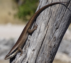 Trachylepis binotata