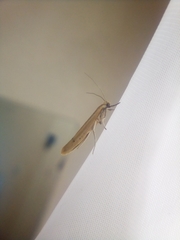 Euhyponomeutoides ribesiella