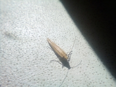 Euhyponomeutoides ribesiella