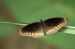 Euploea core