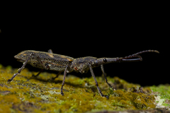 Lasiorhynchus barbicornis