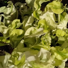 Euphorbia tithymaloides