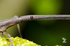 Lasiorhynchus barbicornis