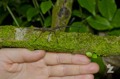 Lasiorhynchus barbicornis
