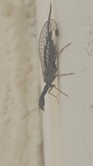 Raphidiidae
