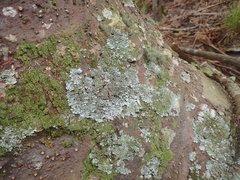 Hypotrachyna imbricatula