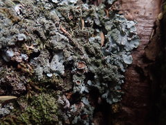 Hypotrachyna imbricatula