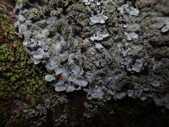 Hypotrachyna imbricatula