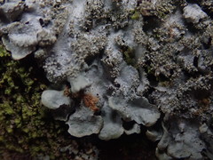 Hypotrachyna imbricatula