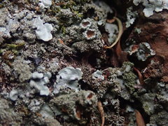 Hypotrachyna imbricatula