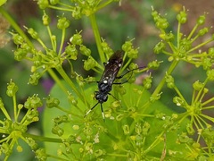 Tenthredopsis andrei