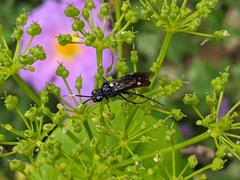 Tenthredopsis andrei