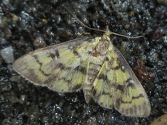 Goniorhynchus exemplaris