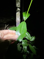 Acronychia wilcoxiana