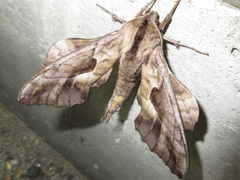 Phyllosphingia dissimilis