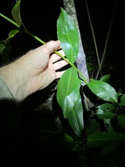 Acronychia wilcoxiana