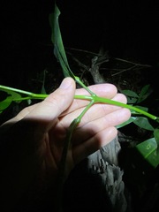 Acronychia wilcoxiana