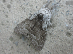 Calliteara argentata