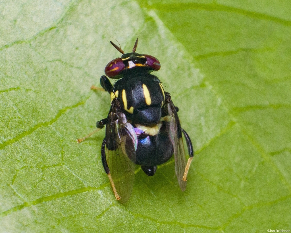 Trigonosoma