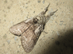 Calliteara argentata