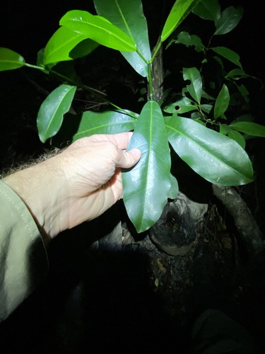 Image of Silver Aspen (Acronychia wilcoxiana) by (c) Greg Tasney, some rights reserved (CC BY-SA)