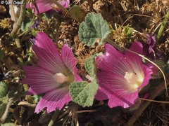 Alcea acaulis