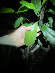 Acronychia wilcoxiana