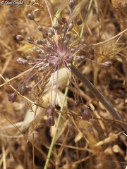 Allium daninianum