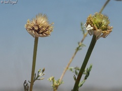 Anthemis pseudocotula