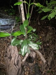 Acronychia wilcoxiana