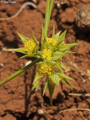 Bupleurum nodiflorum