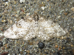 Protoboarmia simpliciaria