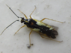 Dryophilocoris kerzhneri