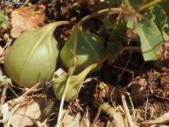 Aristolochia bottae