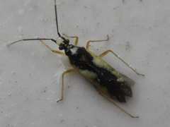 Dryophilocoris kerzhneri