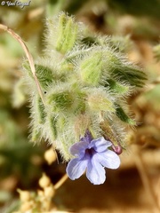 Alkanna strigosa