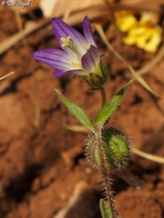 Campanula strigosa