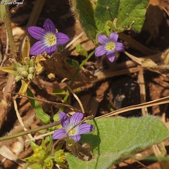 Campanula strigosa