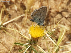 Centaurea hyalolepis