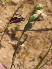 Gladiolus atroviolaceus